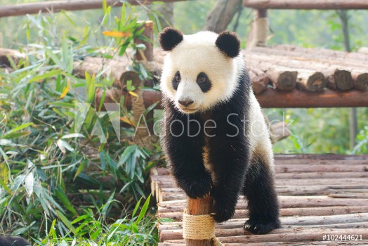 Picture of Giant Panda curiously standing Chengdu Szechuan china